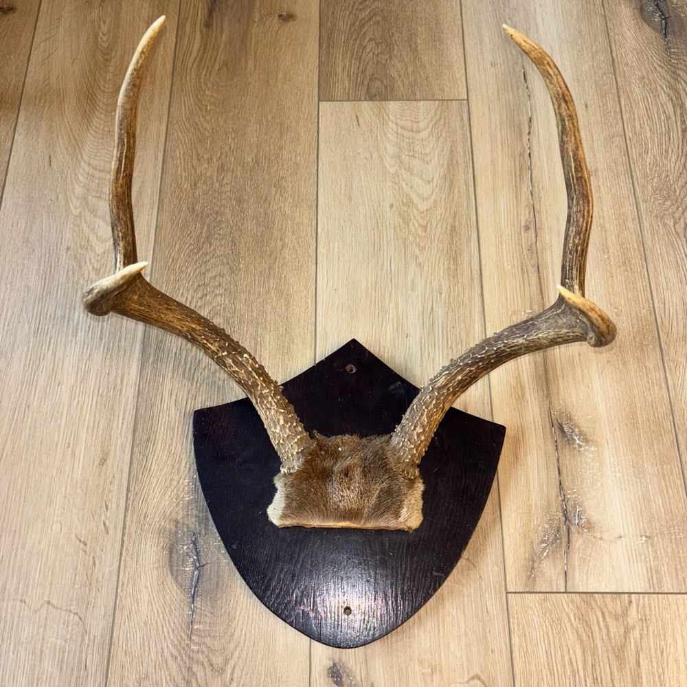 Rustic Antler Wall Mount Decor